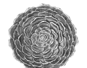 The translation of the text is: "Buccellati saucer camellia flower S."