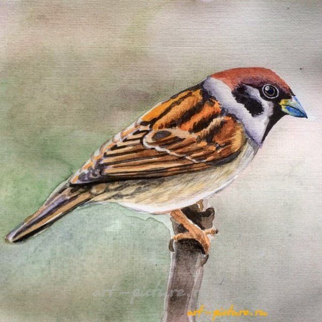 воробышек акварель 