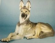 The translation of the text into English is:

"Pharaoh Shepherd Gross Schäferhund / Large German Shepherd Model No. 76 Allach Theodor Kärner."