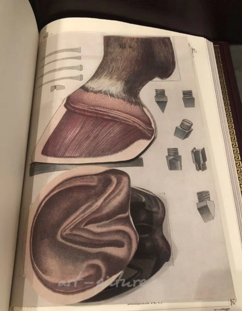 Книга о лошади. Настольная книга для каждого коннозаводчика, коневода. Урусов С. П.