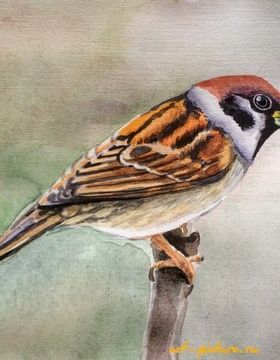 купить воробышек акварель 