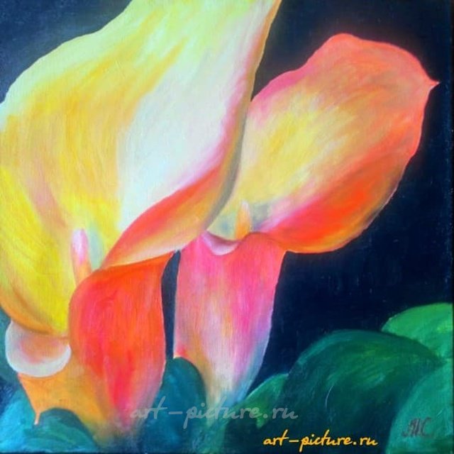 Каллы холст, масло 