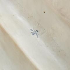 Scheibe-Alsbach /Шайбе Альсбах/ Фарфоровая фабрика